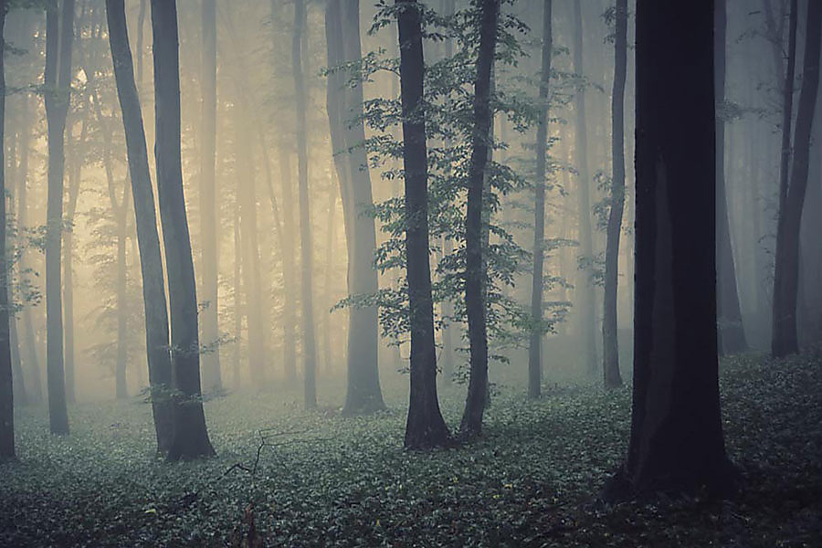 Fototapeta Ranná hmla v lese 1218